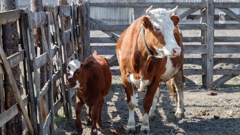      Фото: ИА «Победа26»