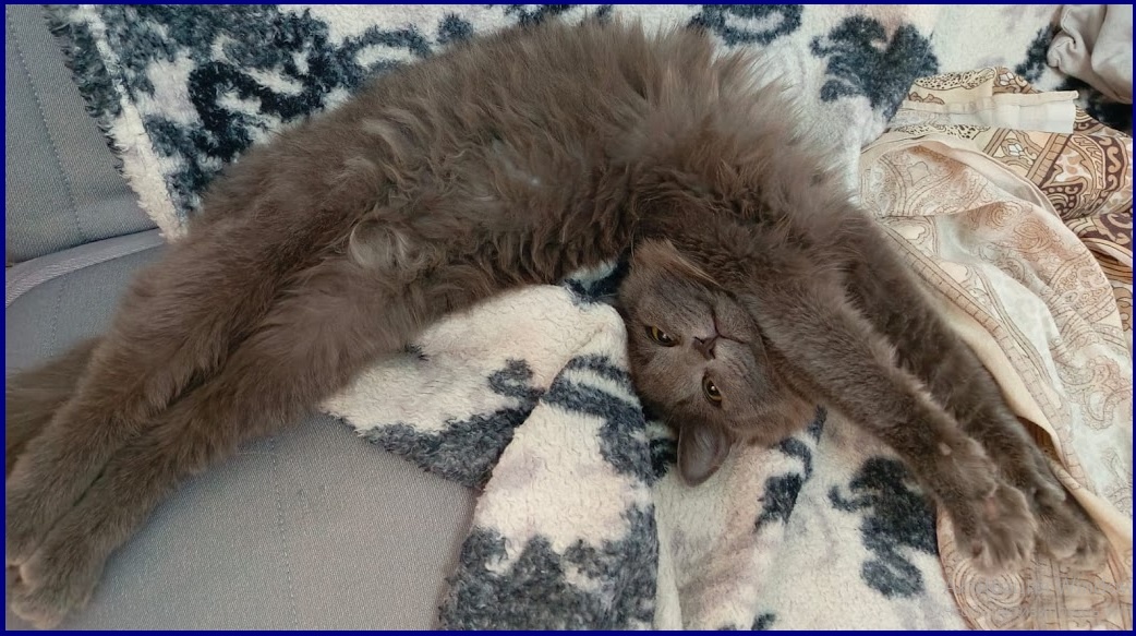 Пикси забавляется