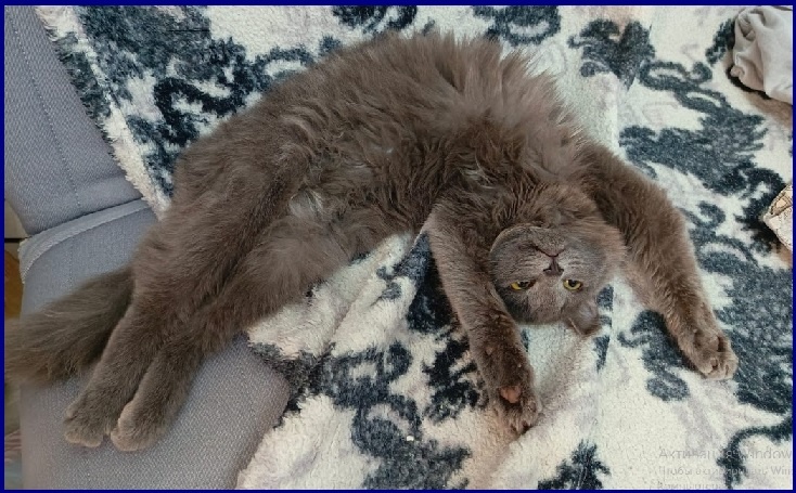 Пикси забавляется