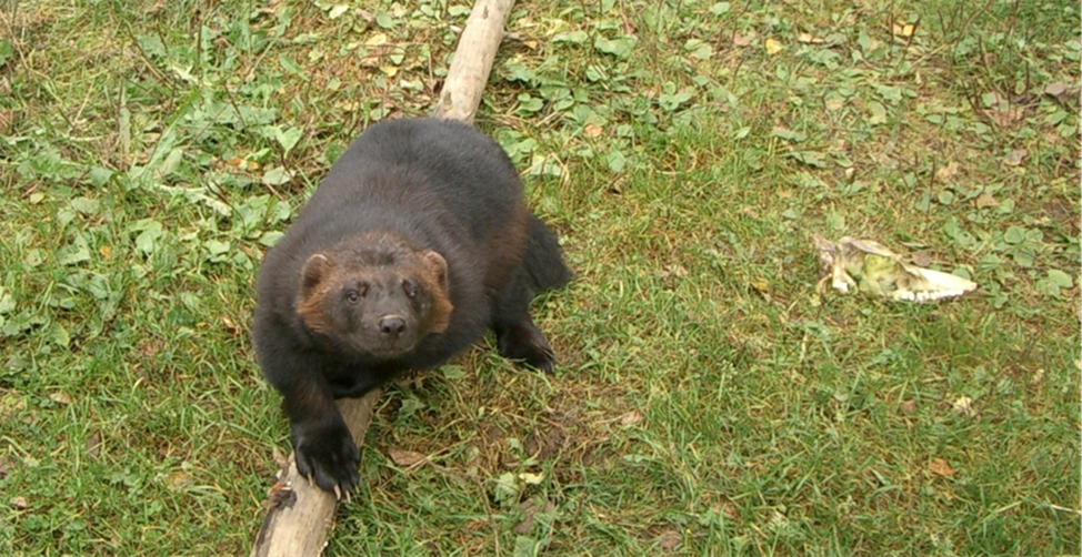 Рисунок 3.2. Современник мамонта. Росомаха. Фотография С.П. Якуцени ©