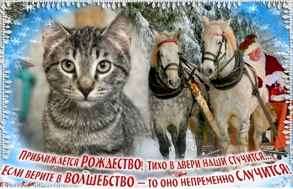 Бэм поздравляет всемх с НГ и надеется на Чудо✨ найти свой дом! 🏡