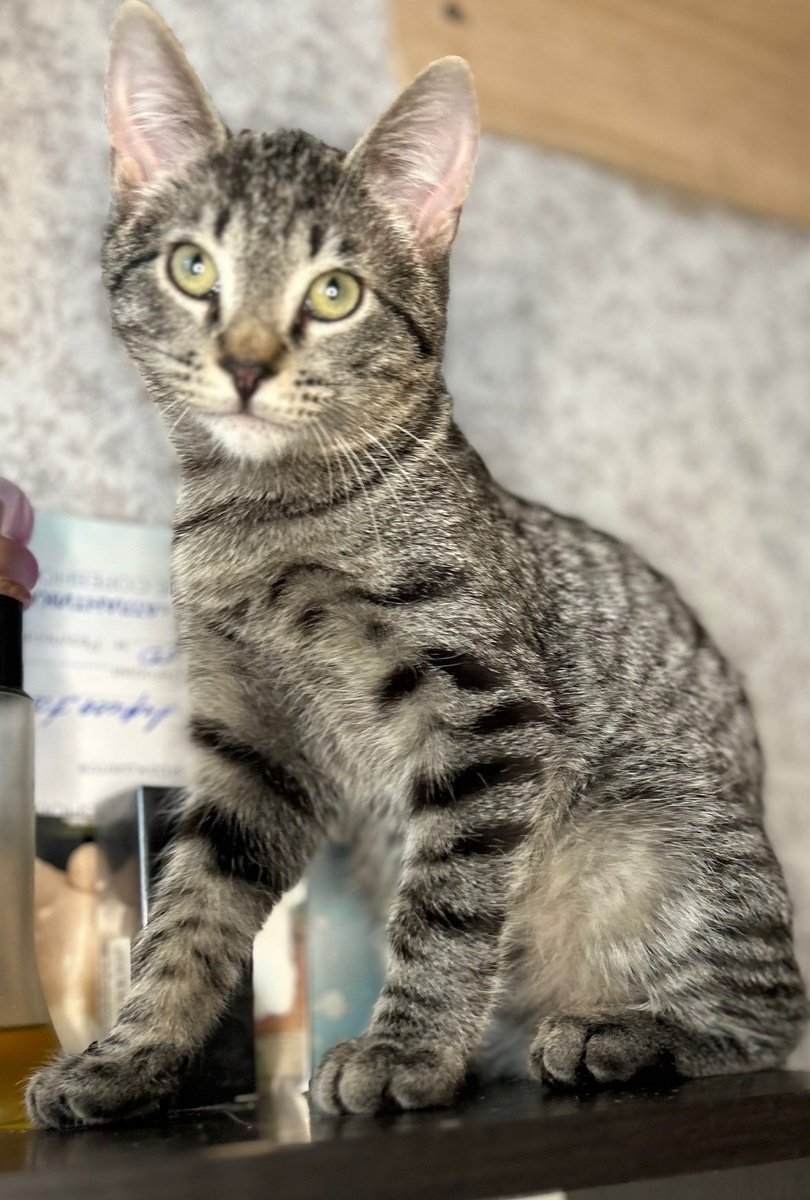 Бэм ласковый, нежный, очаровательный малыш)💖