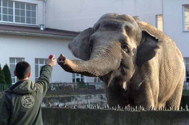   Фото: калининградский зоопарк, «ВКонтакте»