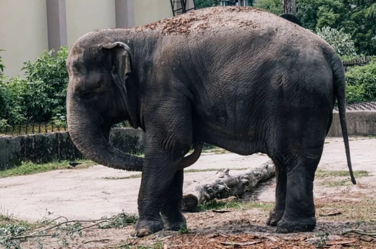    Знаменитая слониха Преголя скончалась в Калининградском зоопарке