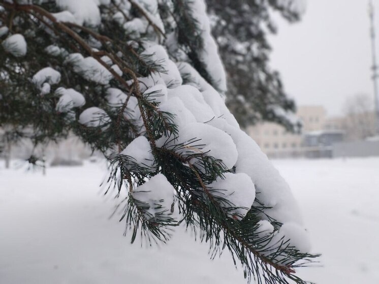     Прогулку можно завершить хороводом вокруг елочки. фото: архив МК в Великом Новгороде