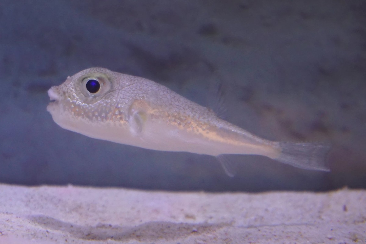    Иглобрюх Torquigener albomaculosus в Кайкекане, Япония.