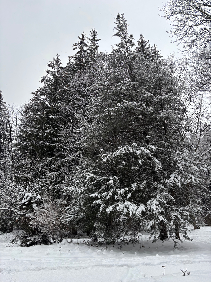 Дендропарк в Гюлагараке