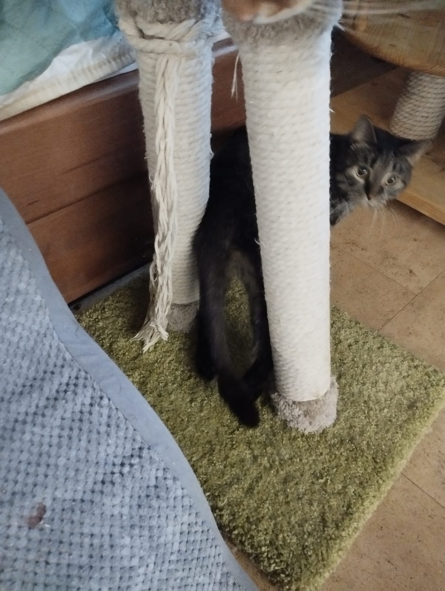 Кусенька бежит по делам, но нашли секундочку её внимания для приветика) 😽