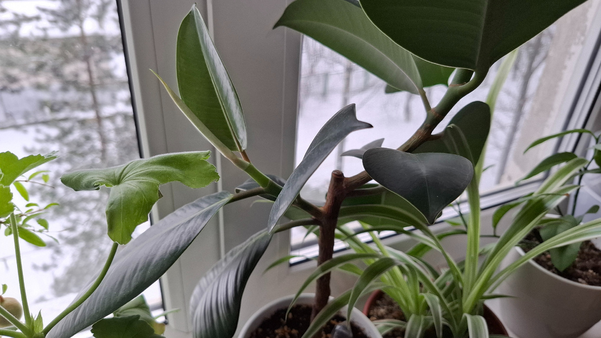 Цветы, боюсь , заморозила, забыла форточку закрыть..