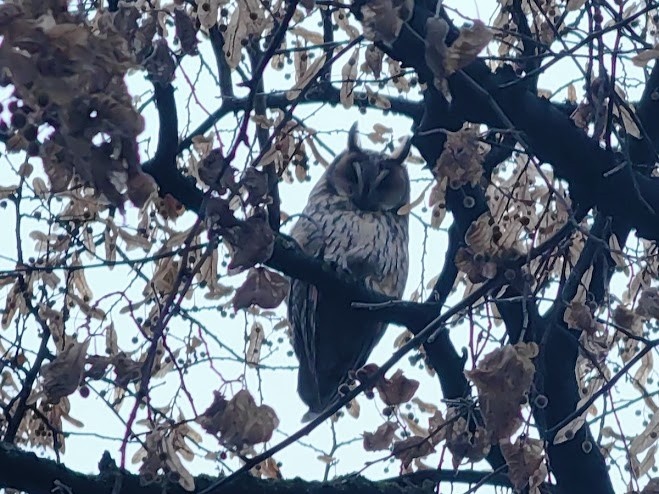Ушастая сова на ветке