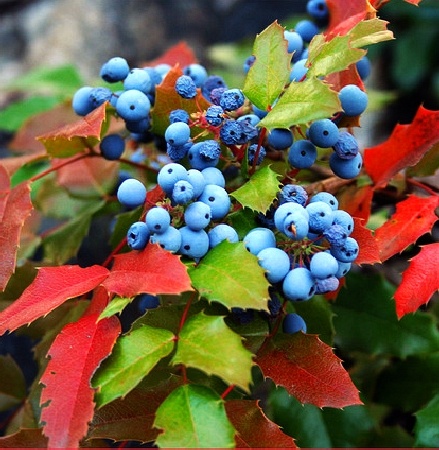 Магония падуболистная 