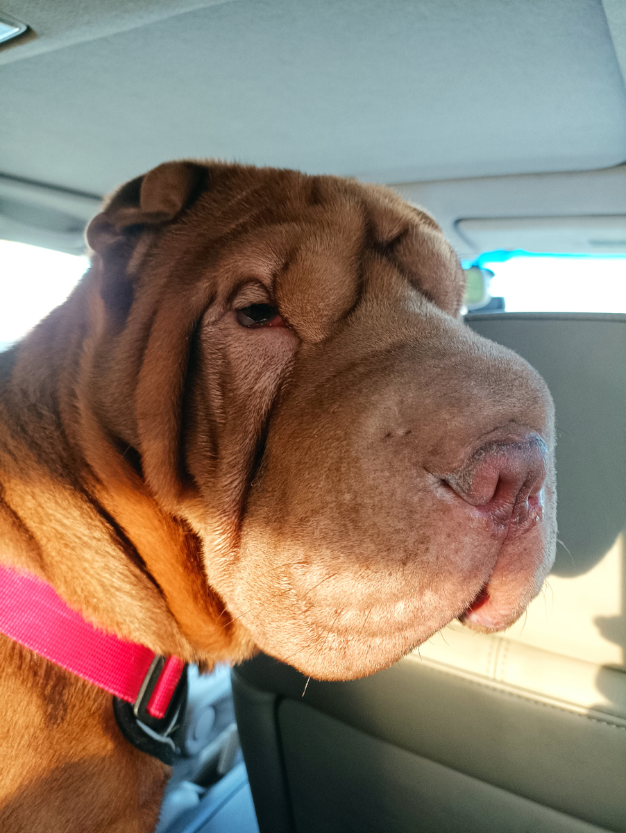 Алиса путешественница. 