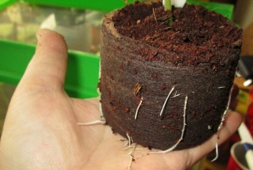 Грунт для рассады