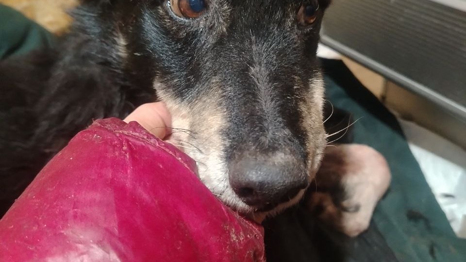 Происшествие в приюте.