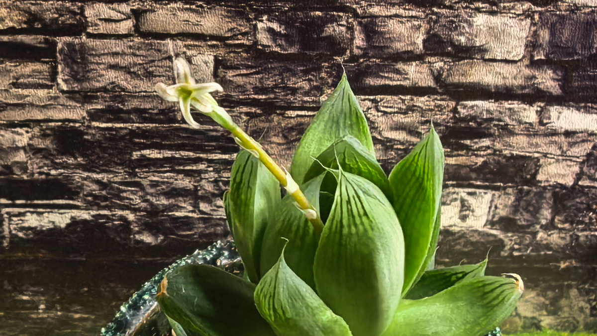 Хавортия Купера. Фото автора