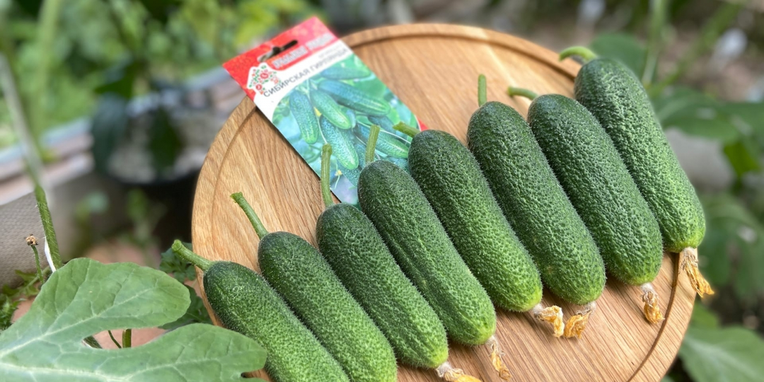 Мой список огурцов для теплицы и грядок: находка сезона, любимчики и новинки для эксперимента 🥒