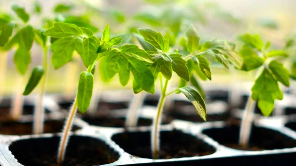 молодая рассада томатов