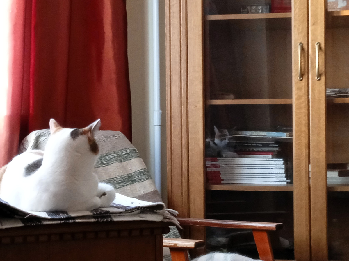 Отражение удобно устроилось на стопке журналов.