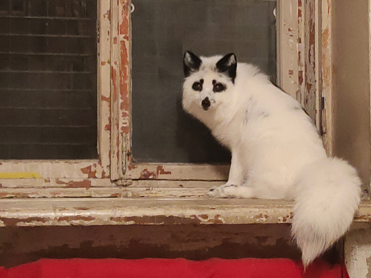 когда вынужден тусить на подоконнике потому что кожаная заняла диван 