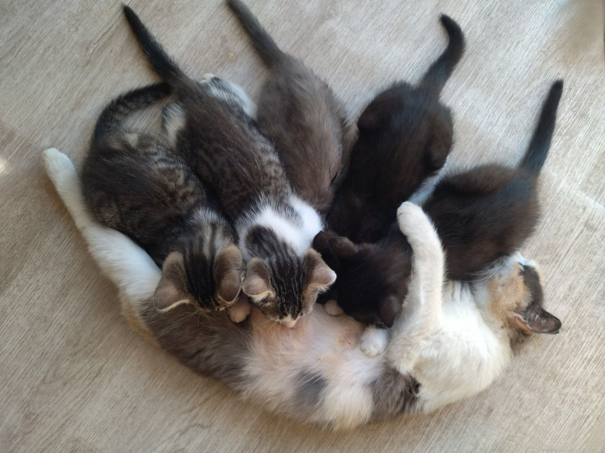 Тут всё семество вместе. Смелый – второй слева.