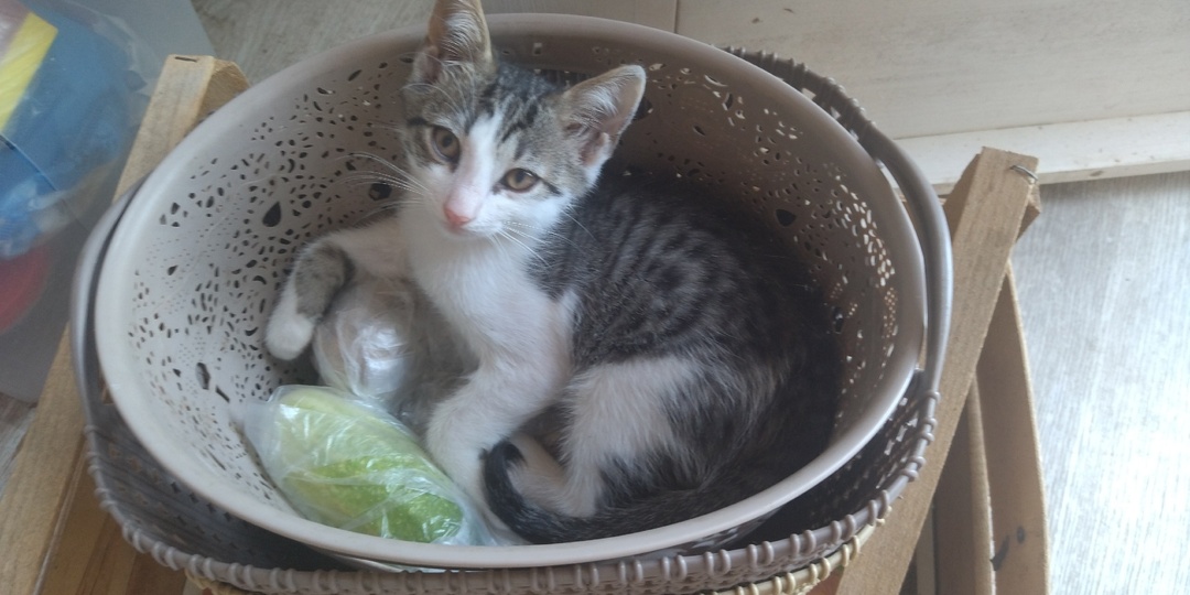 Смелый. Каким вырос кот с собачьим именем