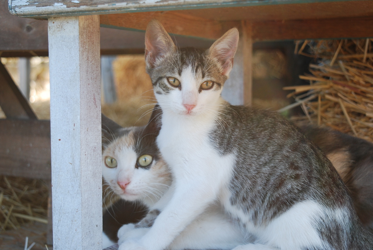 На этом фото Мята и Смелый в типичных для них состояних. Реакция на хрустнувшую ветку. 