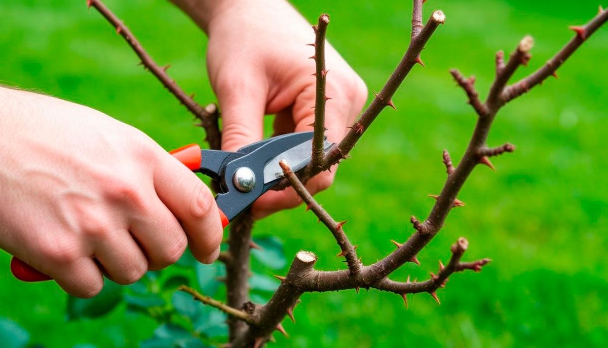 Обрезка роз необходима для формирования красивой формы куста, стимулирования роста новых здоровых побегов, улучшения цветения и повышения устойчивости растений к болезням.