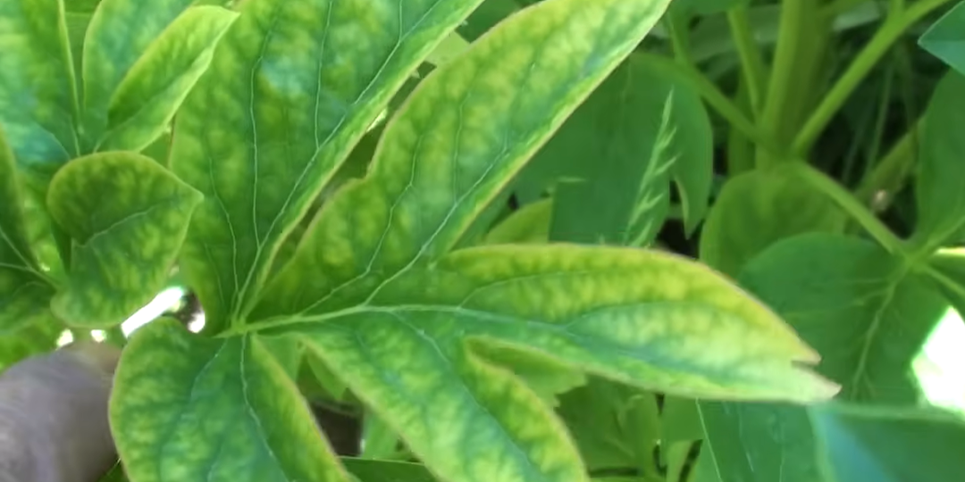 Баковая смесь для лечения всех видов хлороза !!! 100% результат !!!