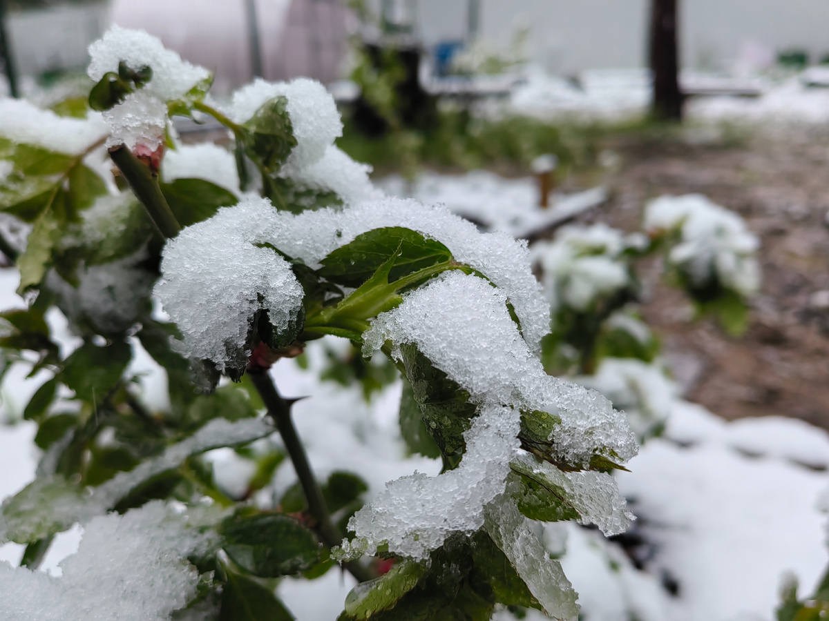 Фото от 3 мая 2025 года. Весна была ранняя. 