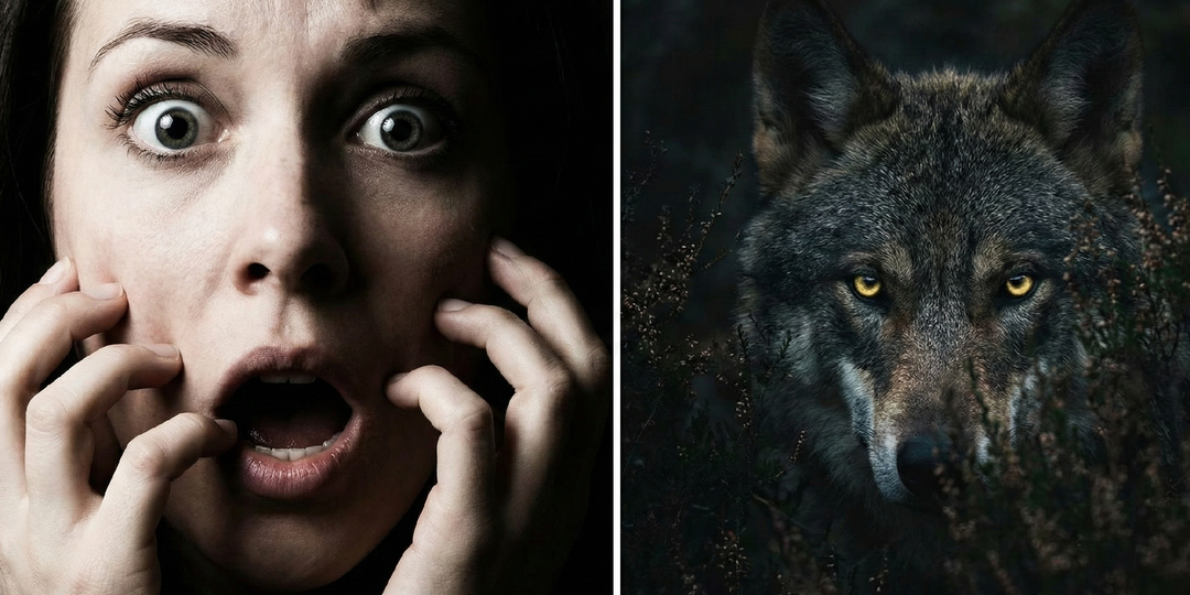 «Старый волк принес к её порогу ЭТУ ВЕЩЬ. Увидев находку, учительница ПОБЛЕДНЕЛА от шока!»…