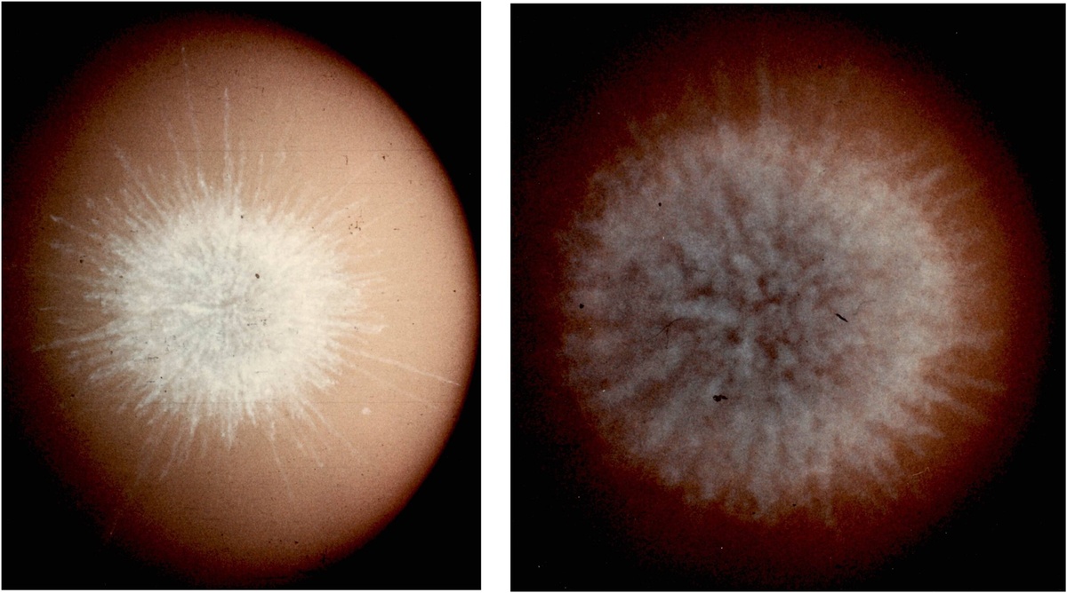 Фотографии события Kingfish. Слева — снимок восстановленного события примерно через 40 миллисекунд после вспышки: внутри взрыва формируются тонкие, «нитевидные» структуры. Справа — изображение примерно через 256 миллисекунд, на котором эти структуры уже превращаются в более плотную структуру, характерную для остатков сверхновых. Этот эксперимент показывает, что взрывы с однородным расширением могут проходить через кратковременную эволюционную стадию, похожую на наблюдаемую у объекта Pa 30, — фазу, которая длится недолго по сравнению с процессами, формируемыми звёздным ветром.    
 Источник: Eric R. Coughlin et al, ApJL 996 L3 DOI 10.3847/2041-8213/ae267d  📷
