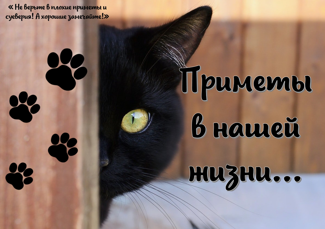 Черный кот 🐈‍⬛