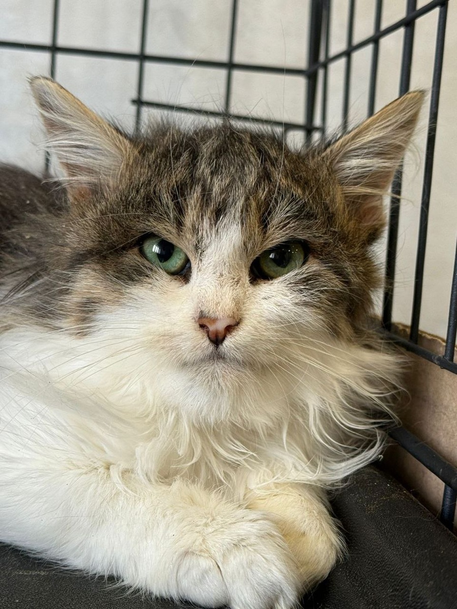 Таким Тишка был. Фото из архива автора