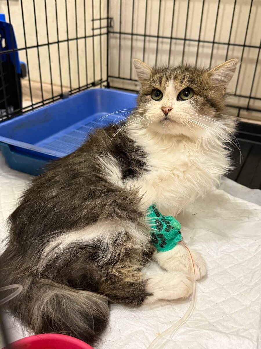 А поплохело Тишке так, что пришлось оставлять его в стационаре. Фото из архива автора