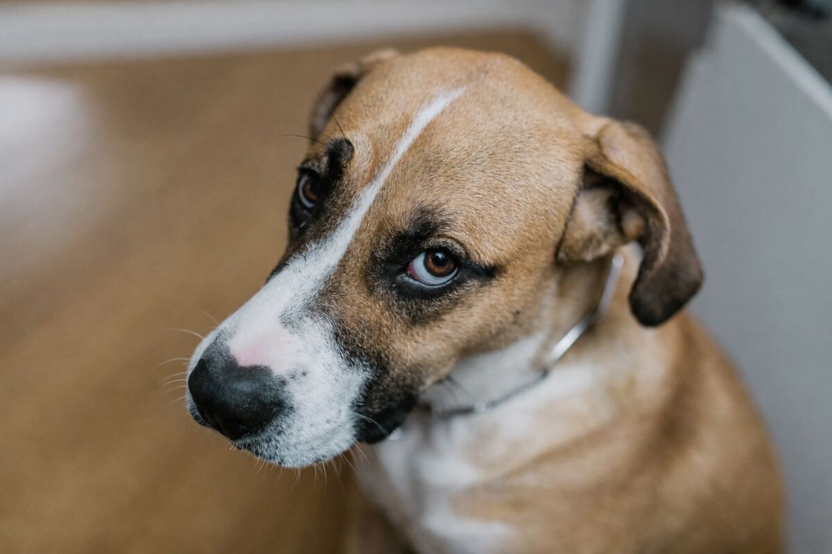 Почему собака отводит взгляд