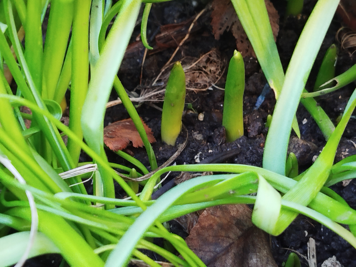 Фото автора. Бахромчатые тюльпаны.