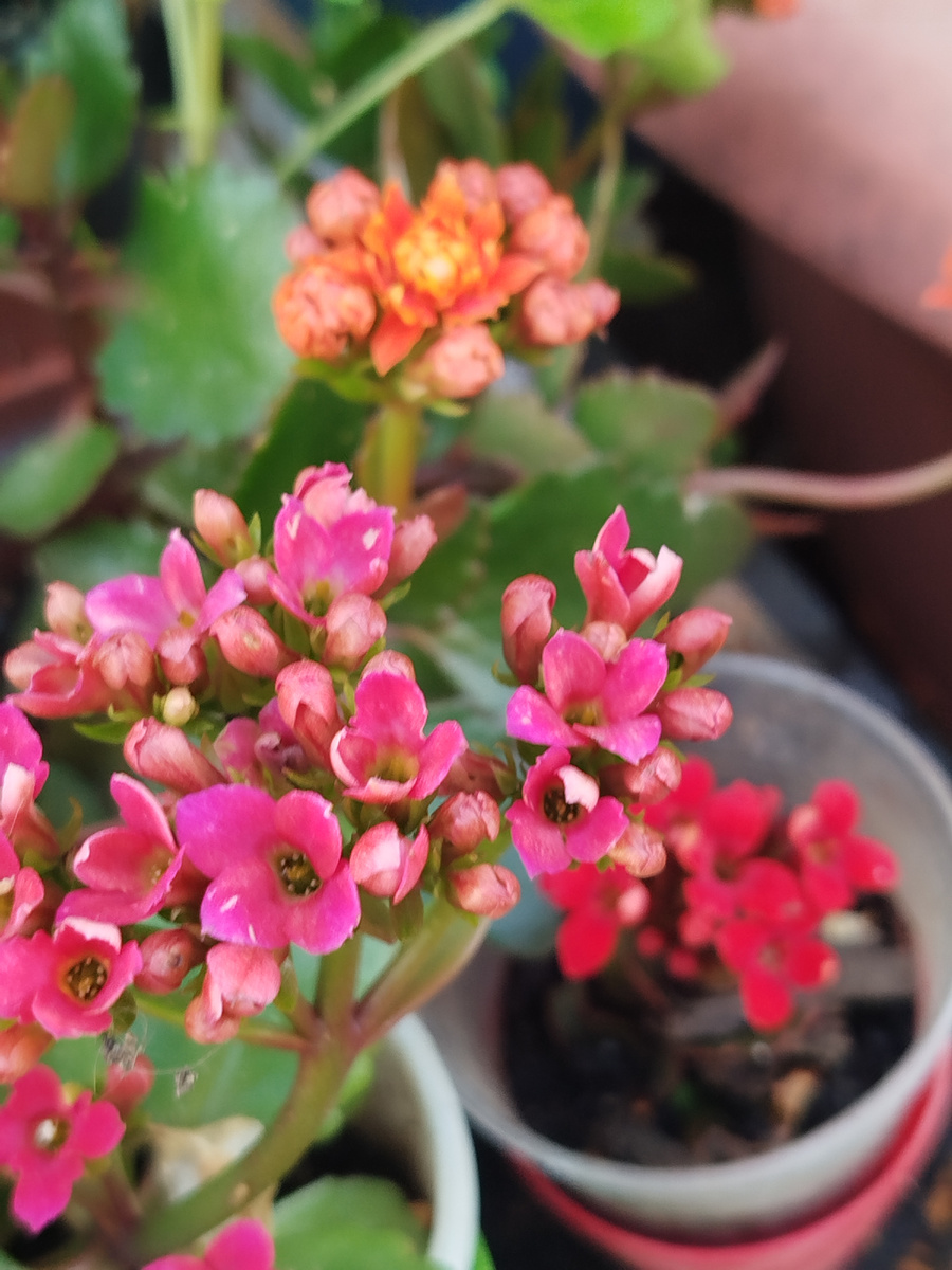 Фото автора. У меня каланхоэ все из укоренённых черенков 2024/2025гг. Поэтому пока цветут всего 2 месяца.