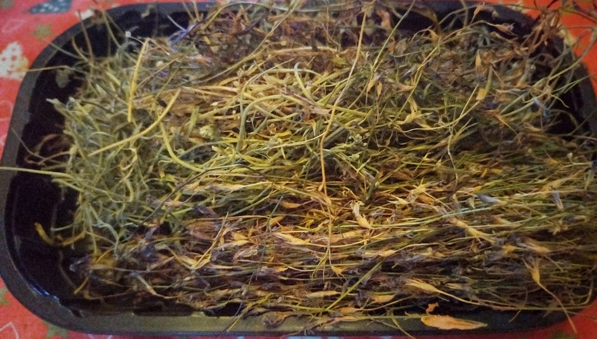 Фото автора. Вот так храню плети лобелии.