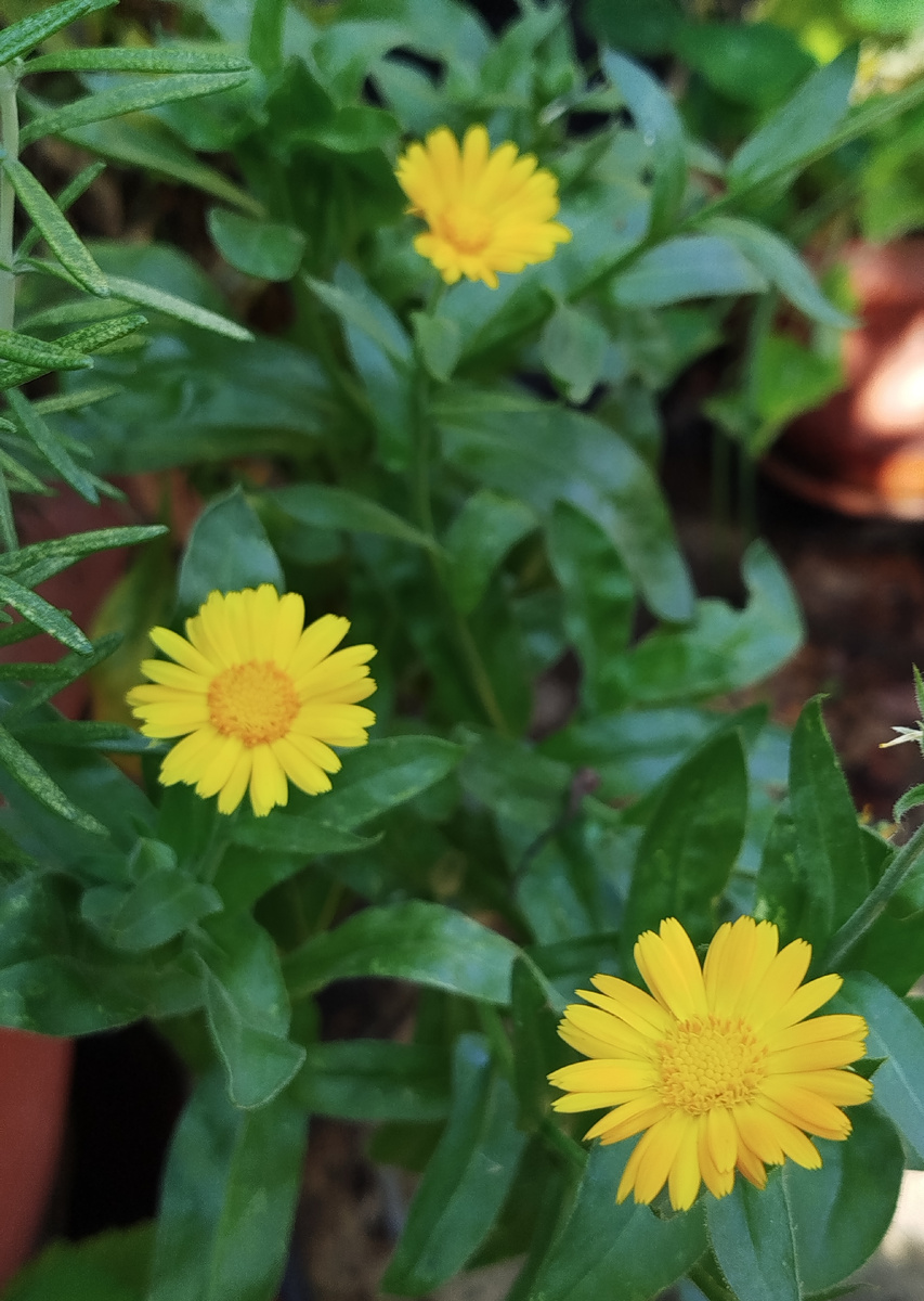 Фото автора. Календула в августе 2025г.