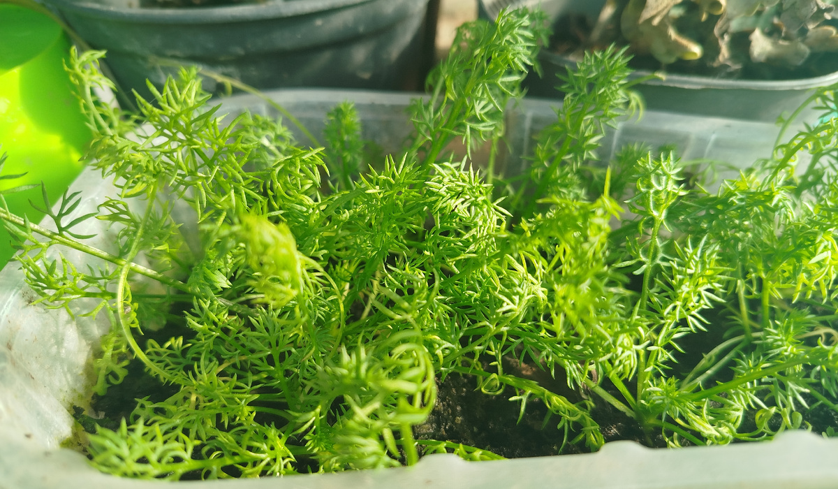 Фото автора. Осенняя посадка ромашки сейчас.