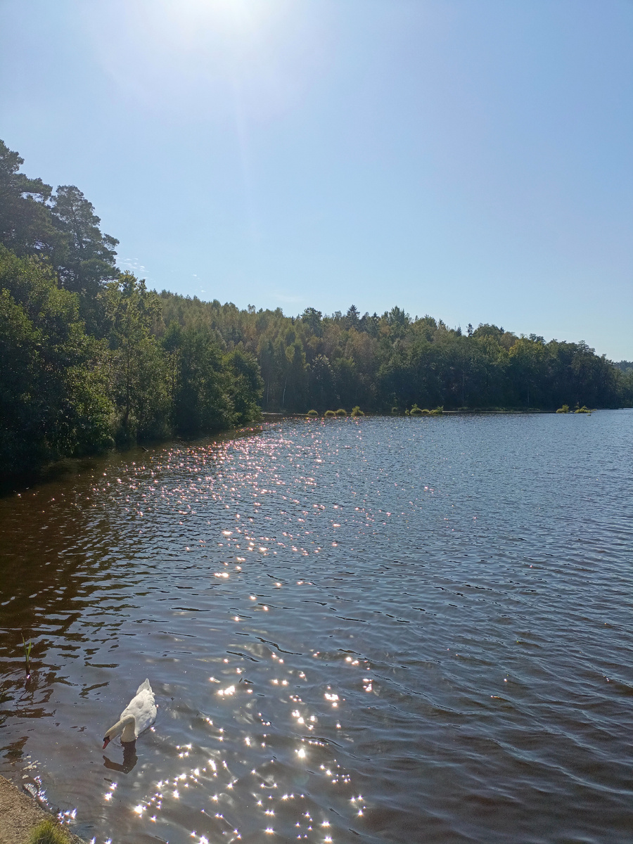 Левая часть озера