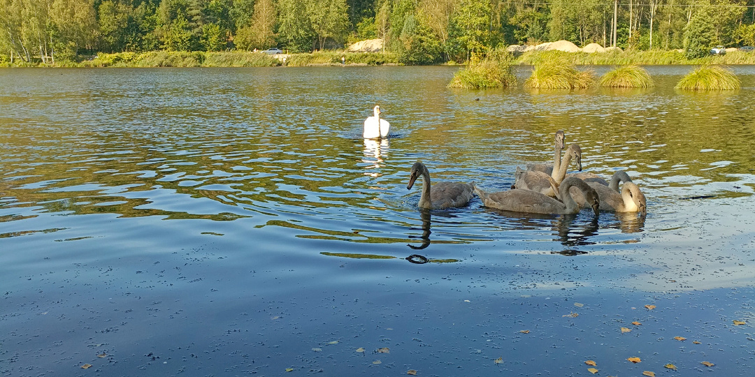 Места для рыбалки в Калининграде: озеро Майское под Светлогорском