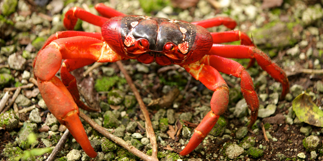 Крабы с острова Рождества