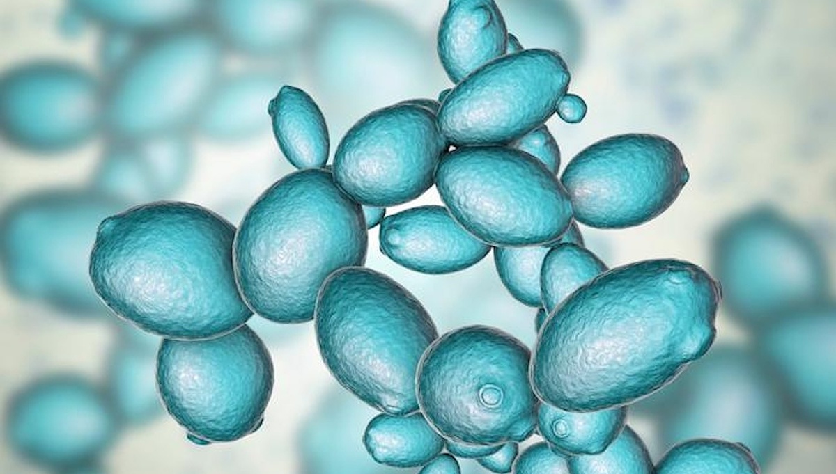 Одноклеточный гриб Saccharomyces cerevisiae, изображенный на фотографии, стал первым эукариотическим организмом, чей геном был полностью синтезирован и перепроектирован с нуля международным консорциумом Sc2.0.    
 Источник: ARC Centre of Excellence for Synthetic Biology  📷
