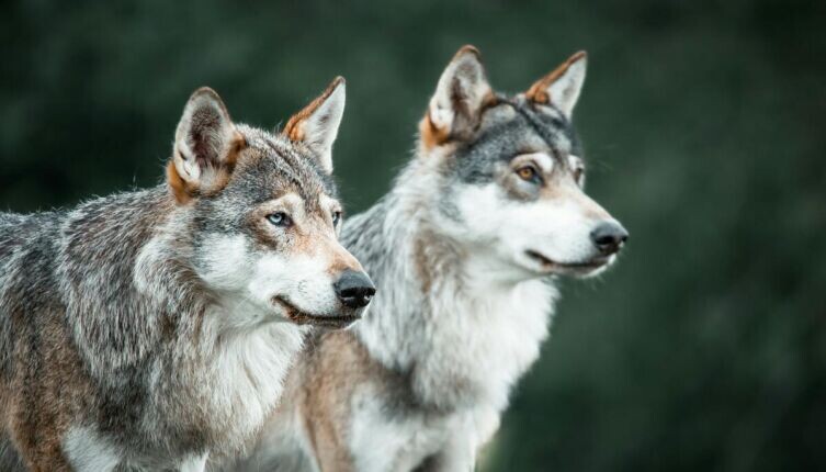    Легендарные помощники. Кто не верит в чудеса? Фото: Frida Lannerström on Unsplash