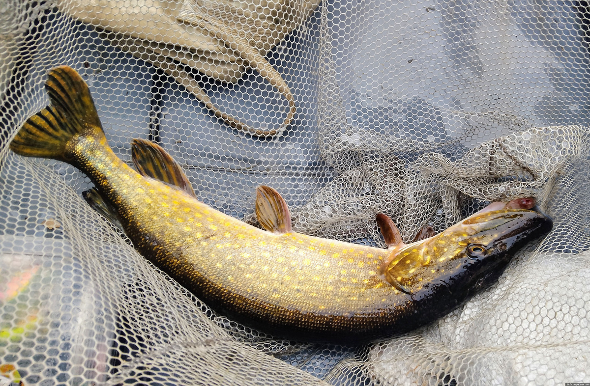 22.12.25. Раскопельский залив. Трёшка-красавица. Завтра по прогнозу зима, а под водой ещё осенние краски