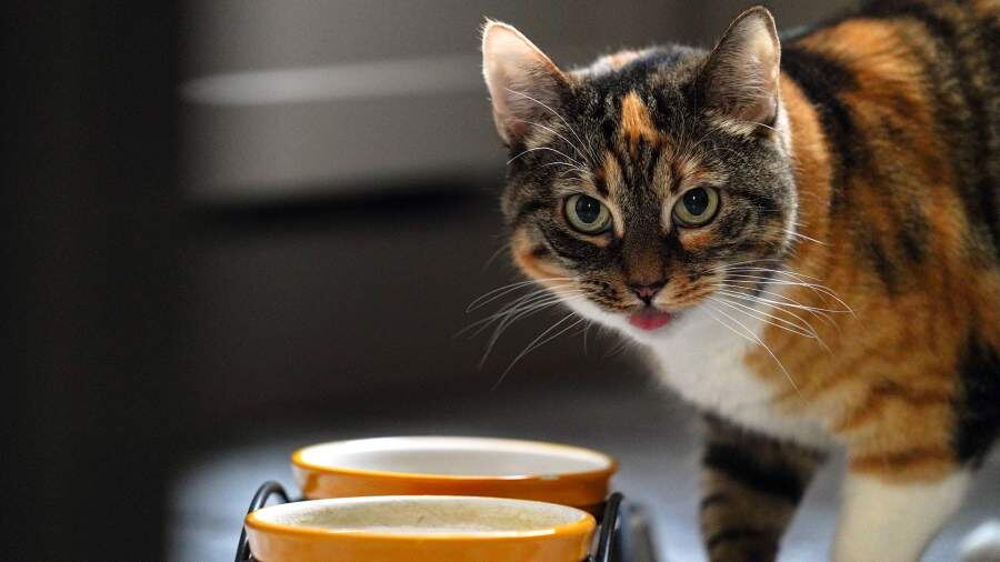    Фото: ИЗВЕСТИЯ/Анна Селина