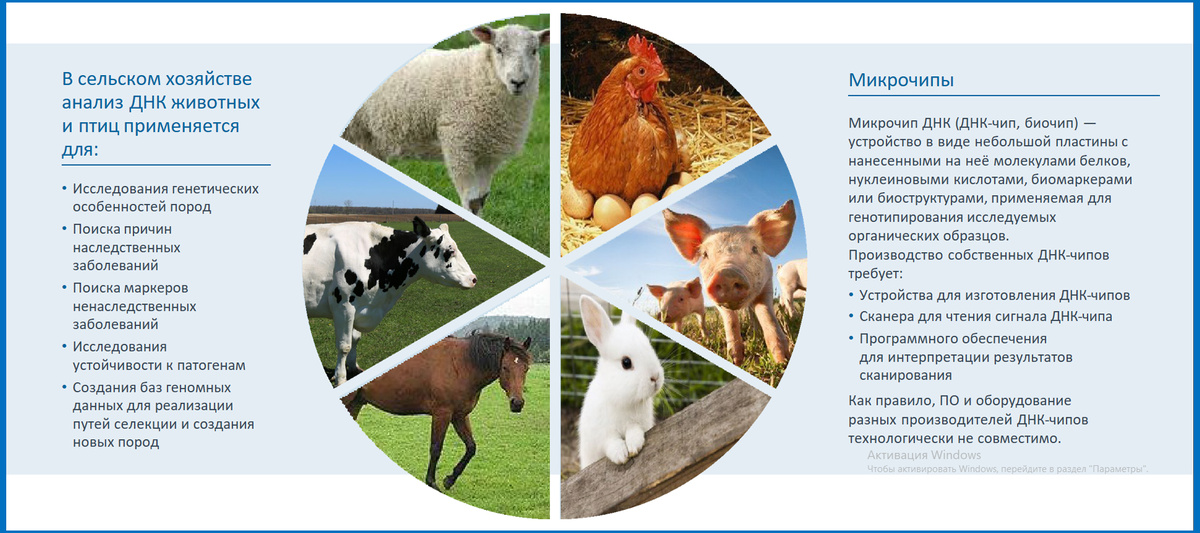 Значение ДНК-чипов. Слайд из презентации Максима Никитина