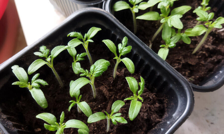 Сроки посева томатных гномов зависят НЕ от даты высадки рассады (моё мнение и мой опыт)