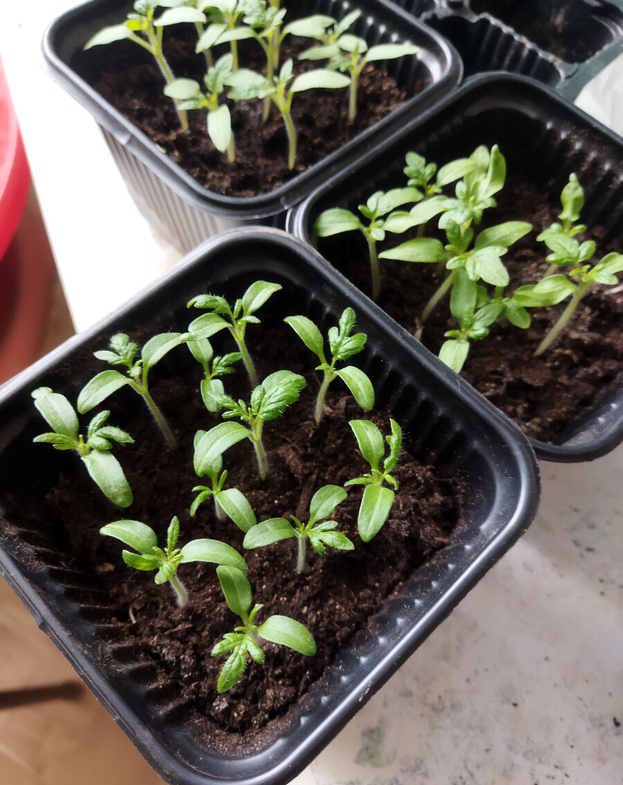 Всходы томатных гномов 2022 год